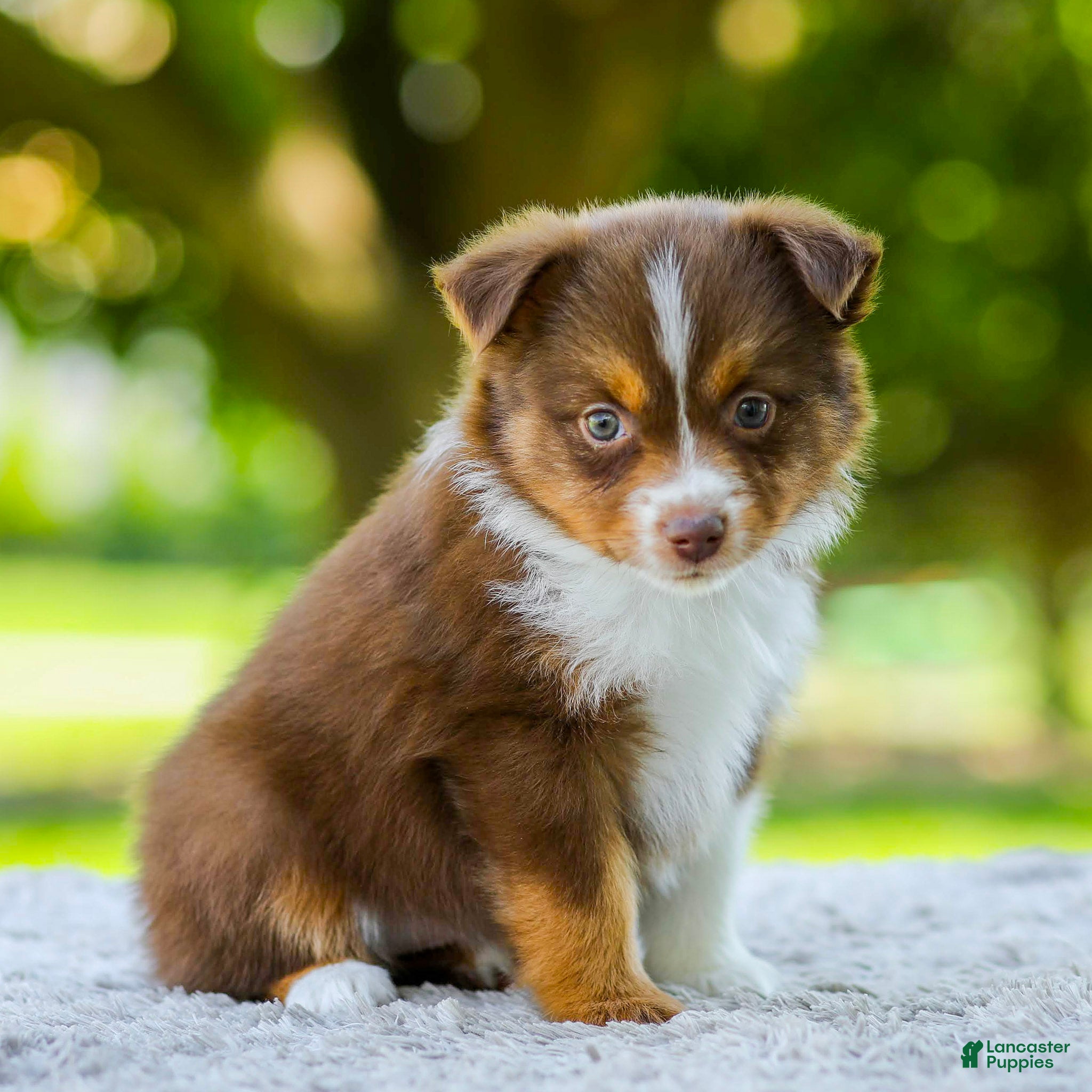Miniature Australian Shepherd dogs Lola - Ad 2