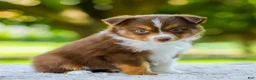Miniature Australian Shepherd dogs for sale: Lola - Ad 2