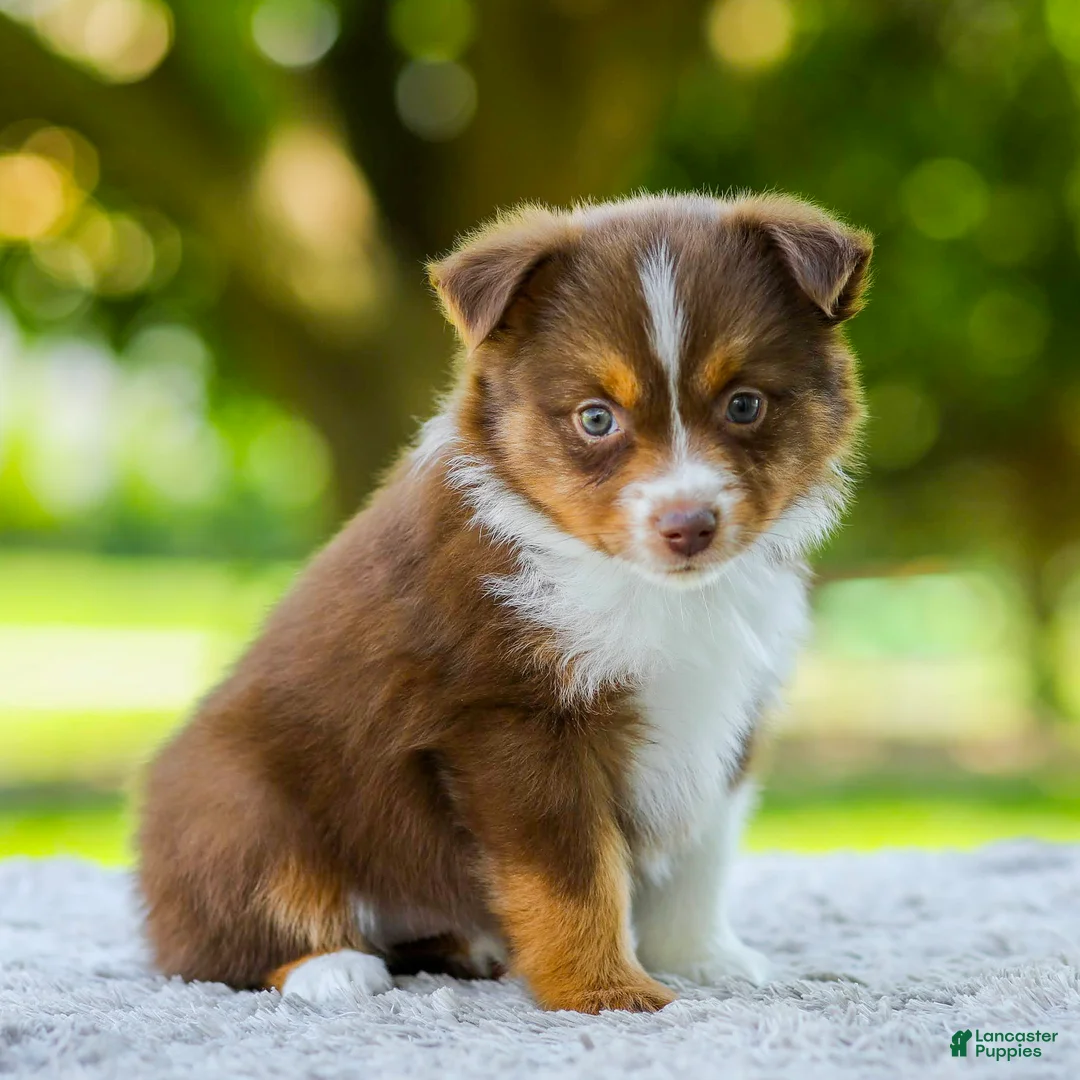 Miniature Australian Shepherd dogs for sale: Lola - Ad 2