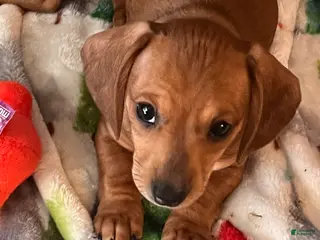 Dachshund dogs Lola - Ad 38