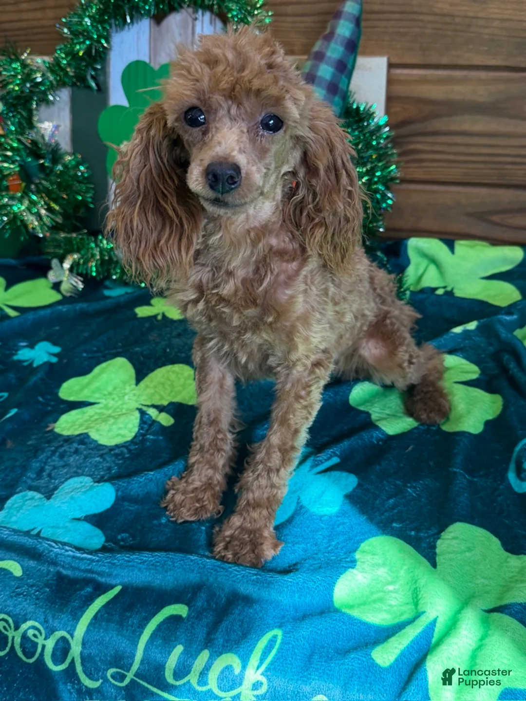 Toy Poodle dogs for sale: Rosey - Ad 2
