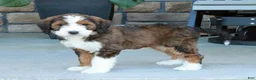 Bernedoodle dogs for sale: Luna - Ad 3