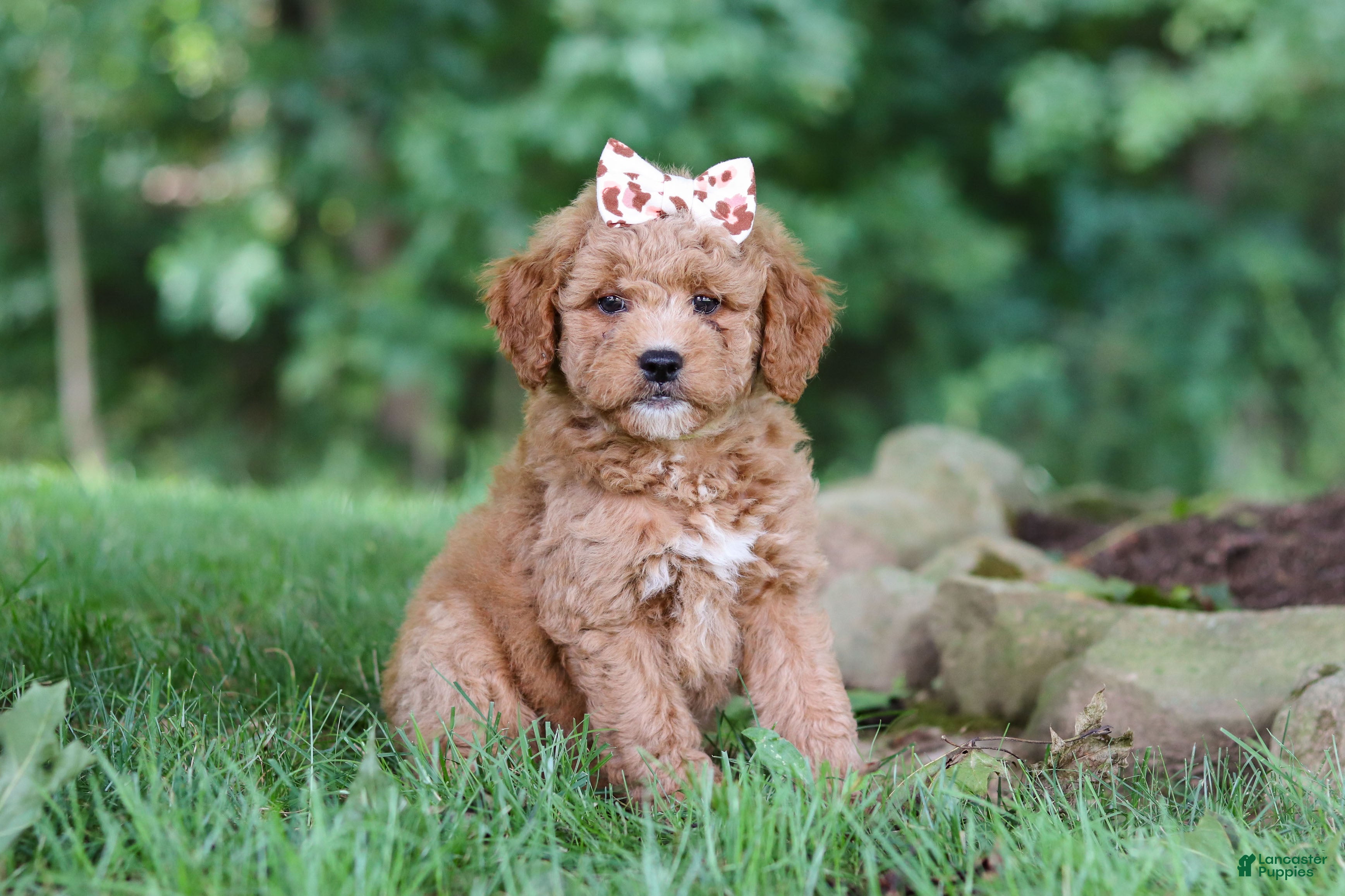 Mini Goldendoodle dogs Acadia - Ad 2