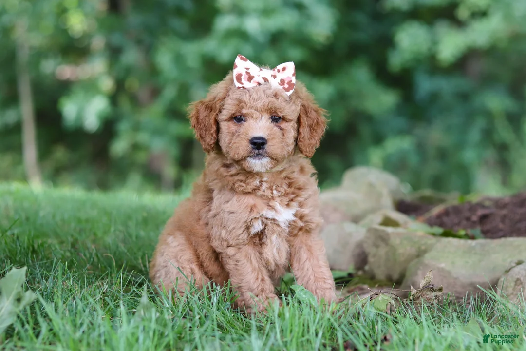 Mini Goldendoodle dogs for sale: Acadia - Ad 2