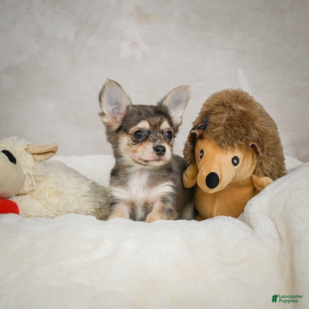 Chihuahua dogs for sale: Geronimo - Ad 6