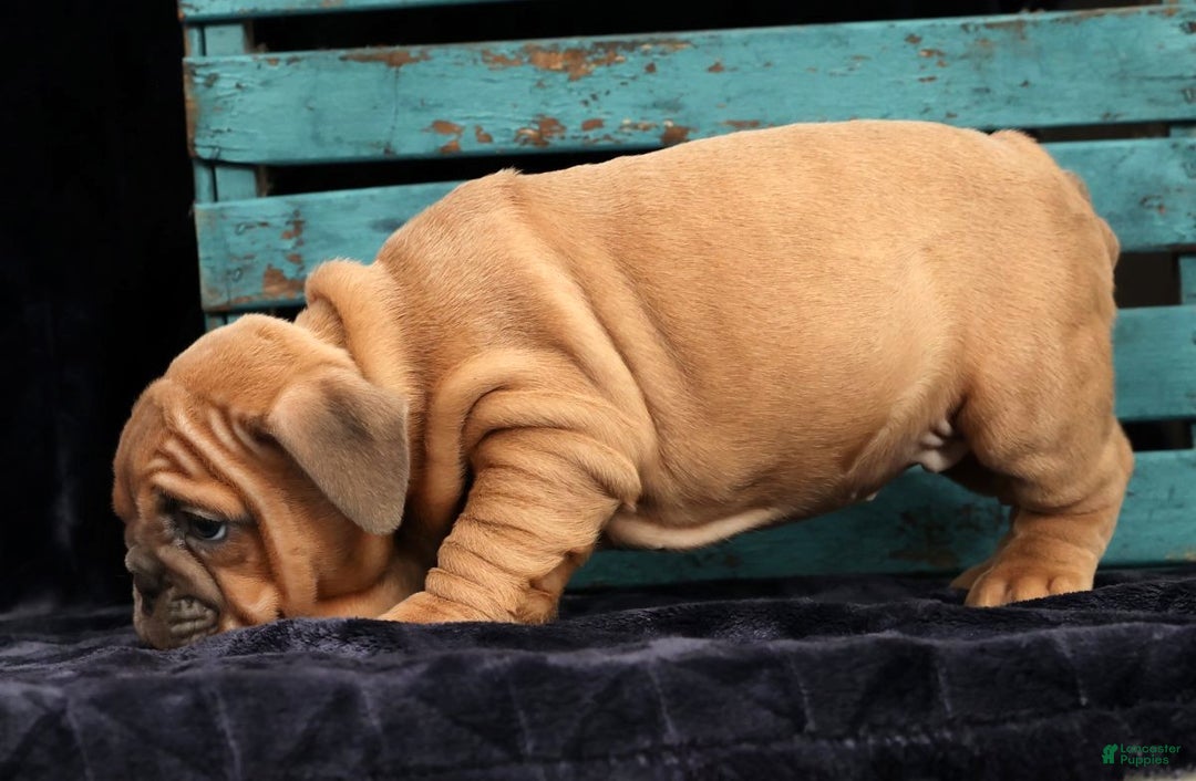 English Bulldog dogs for sale: Stella - Ad 6