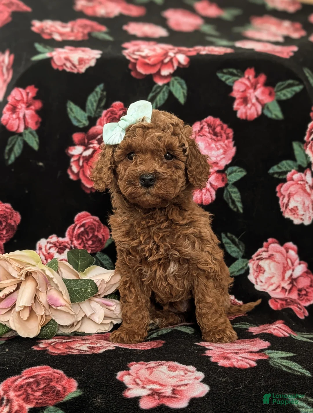 Mini Goldendoodle dogs for sale: Gillian Hypoallergenic - Ad 1