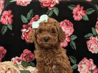 Mini Goldendoodle dogs for sale: Gillian Hypoallergenic - Ad 2