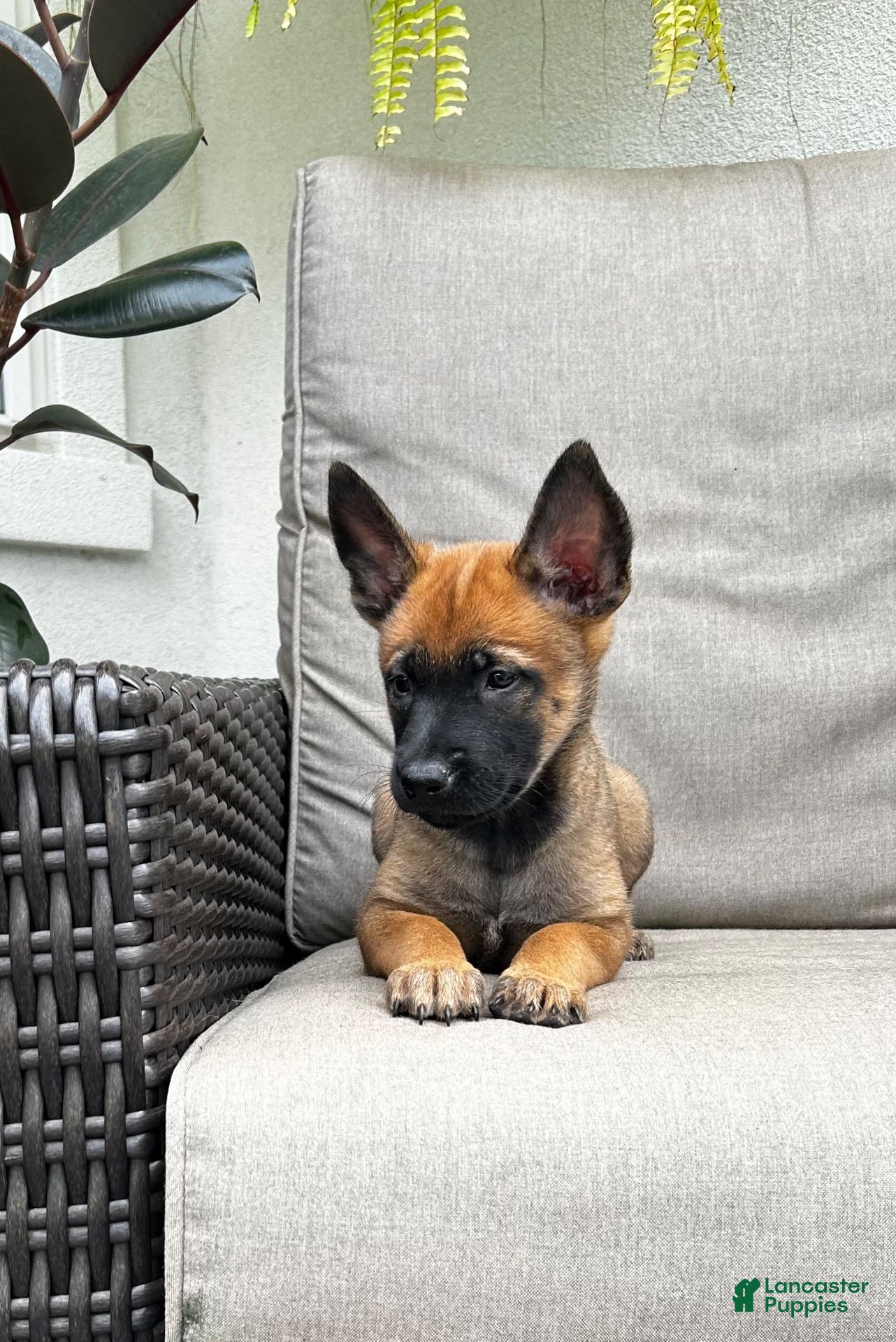 Belgian Malinois dogs for sale: Breezy  - Ad 2