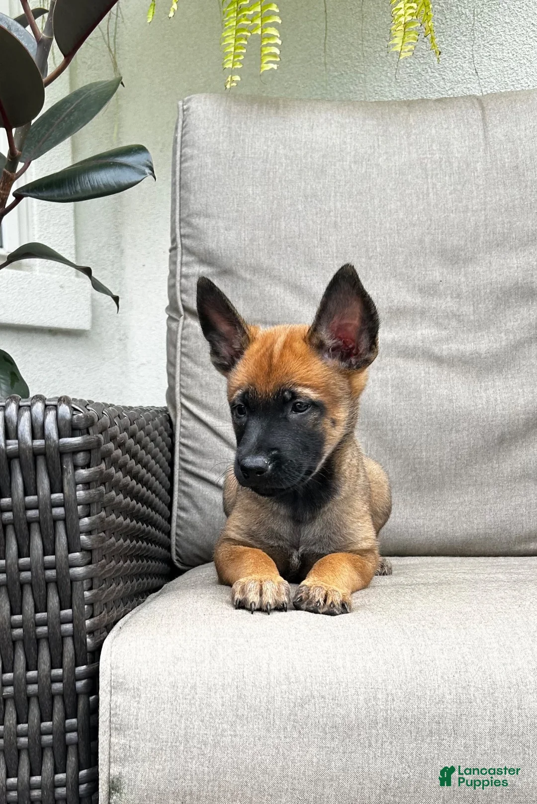 Belgian Malinois dogs for sale: Breezy  - Ad 1