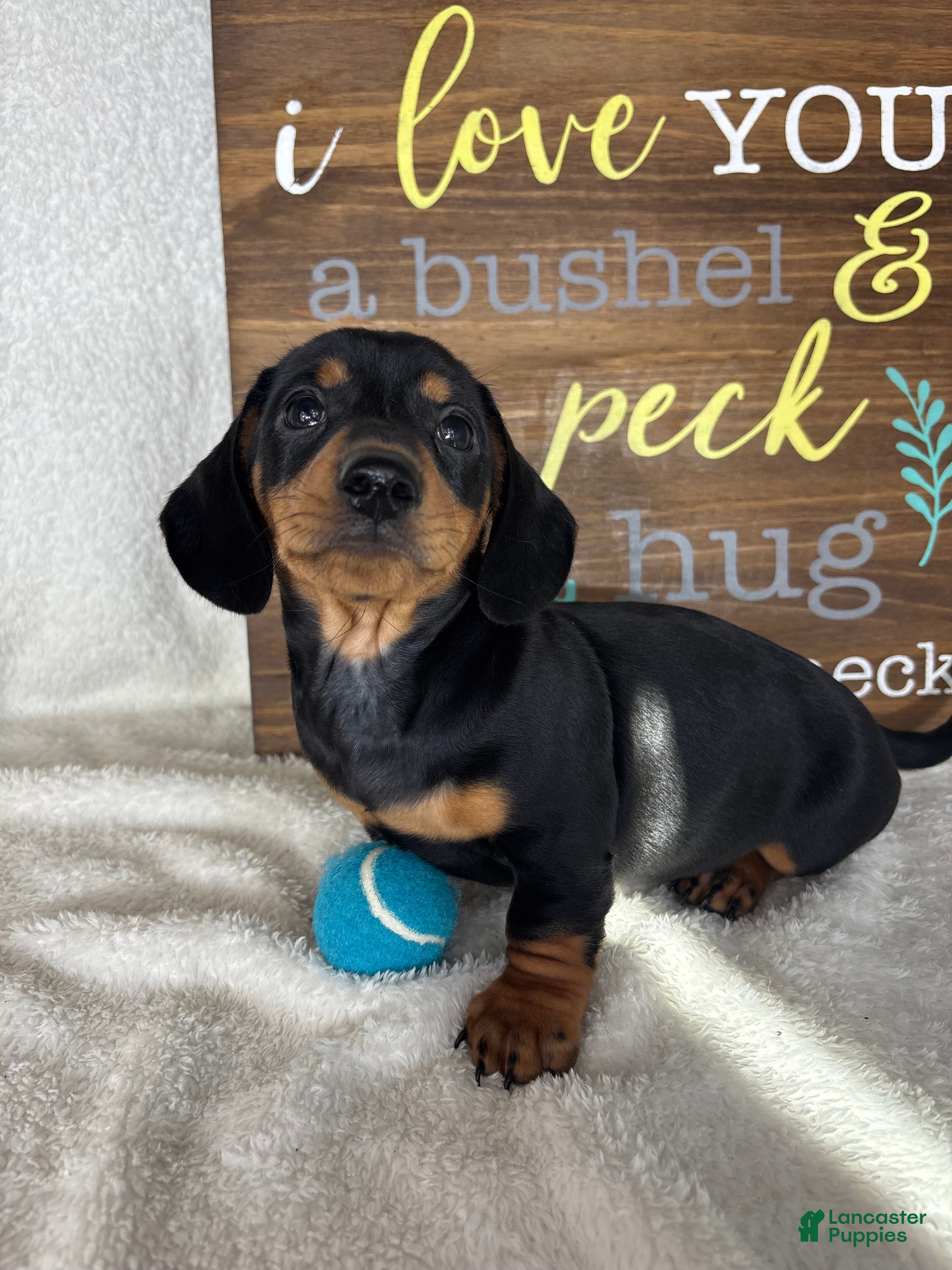 Dachshund dogs Dalton - Ad 39