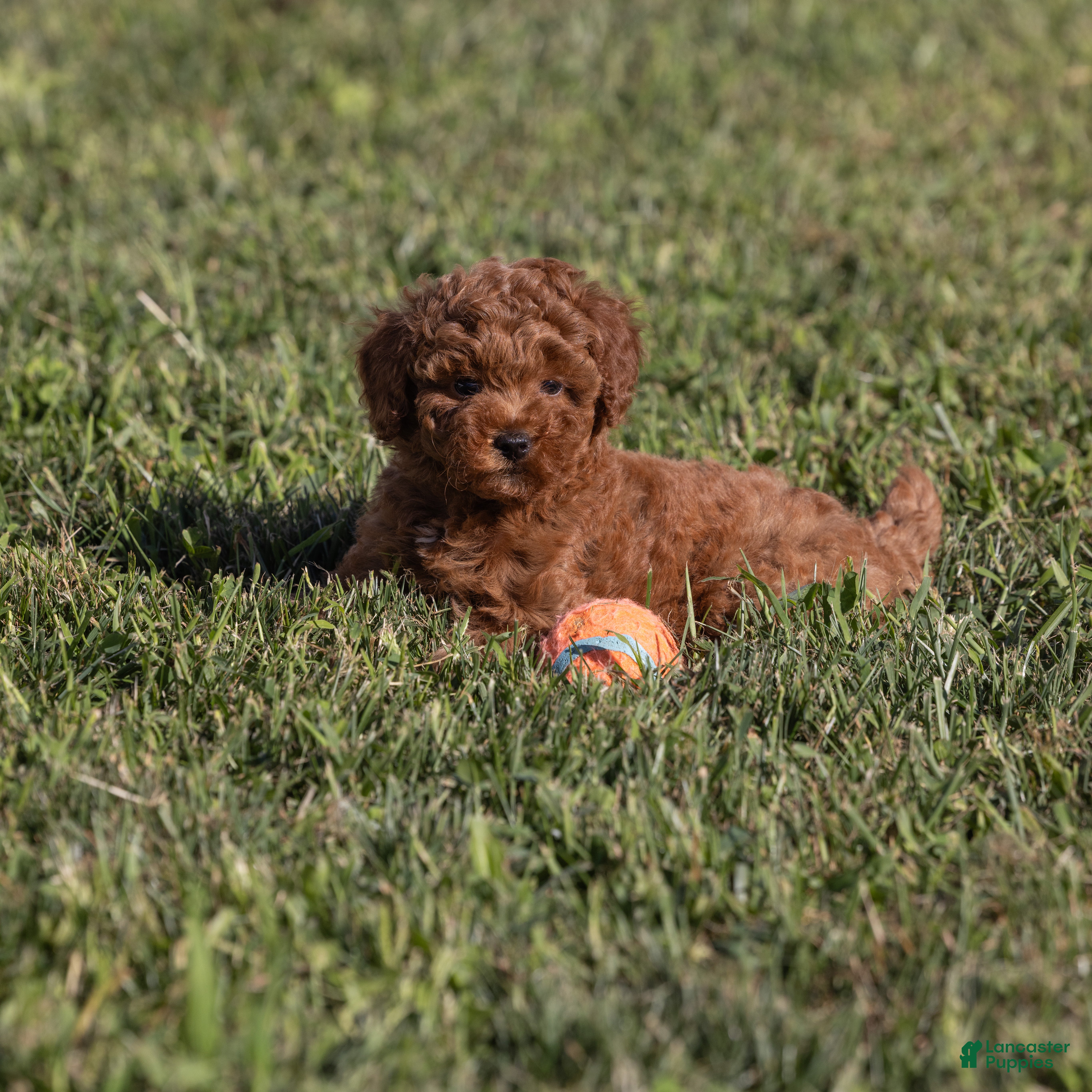 Miniature Poodle dogs Euphoria  - Ad 1