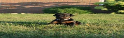 Doberman Pinscher dogs for sale: Charlie - Ad 3