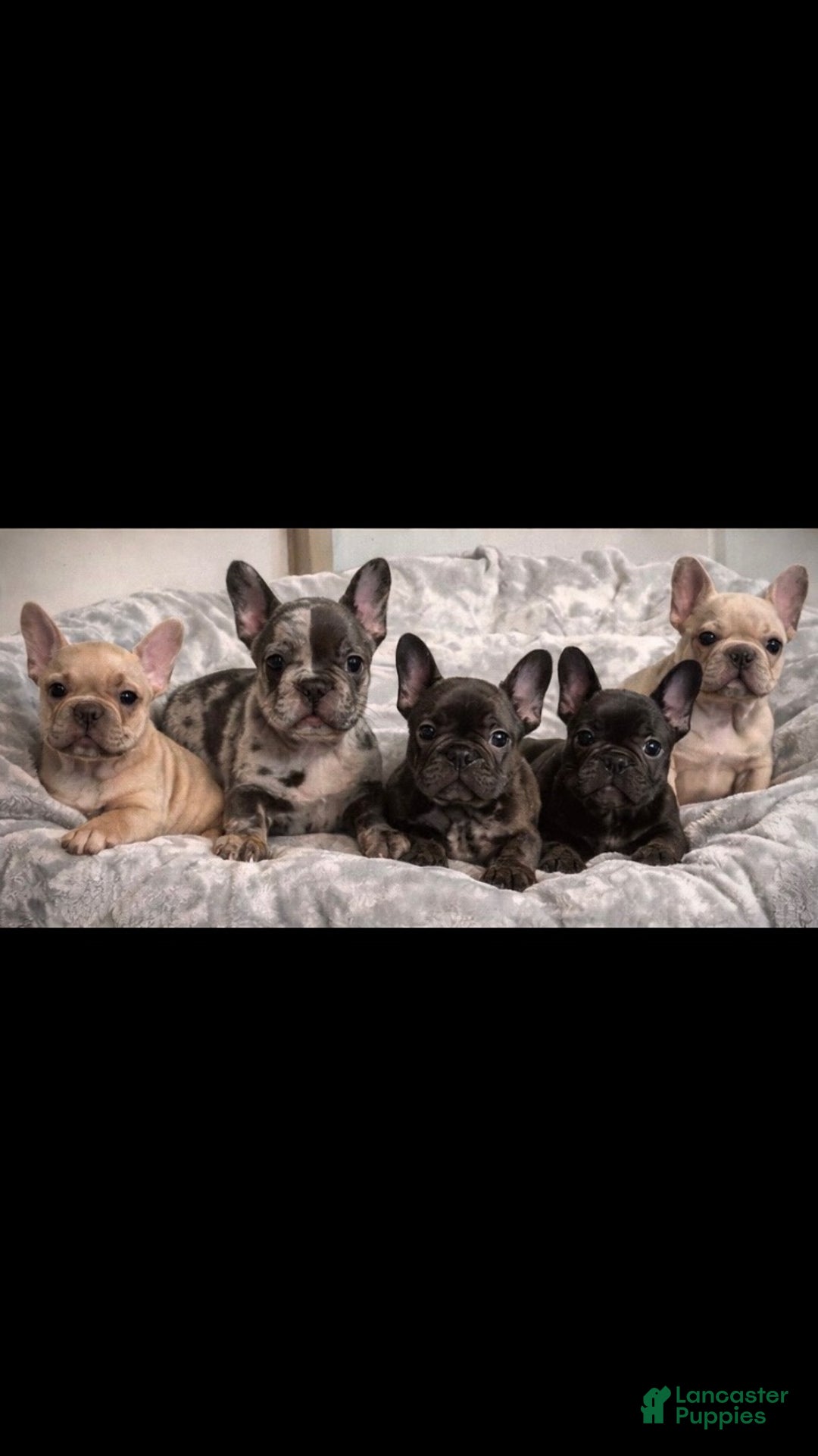 French Bulldog dogs for sale: French Bulldog Puppy 4 - Ad 3