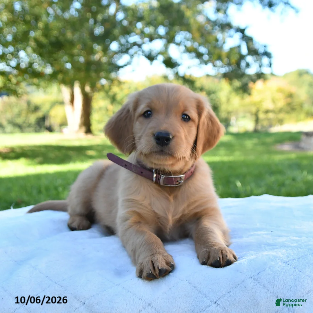 Golden Retriever dogs for sale: Amber - Ad 2