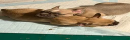French Bulldog dogs for sale: French Bulldog 7 - Ad 8