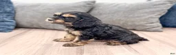 Cockapoo dogs for sale: Pepper - Ad 5