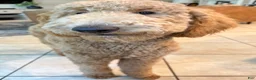 Goldendoodle dogs for sale: Goldendoodle 1 - Ad 4