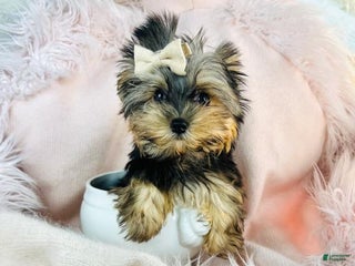 Yorkshire Terrier dogs - Ad 42