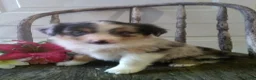 Miniature Australian Shepherd dogs for sale: Ashton - Ad 5
