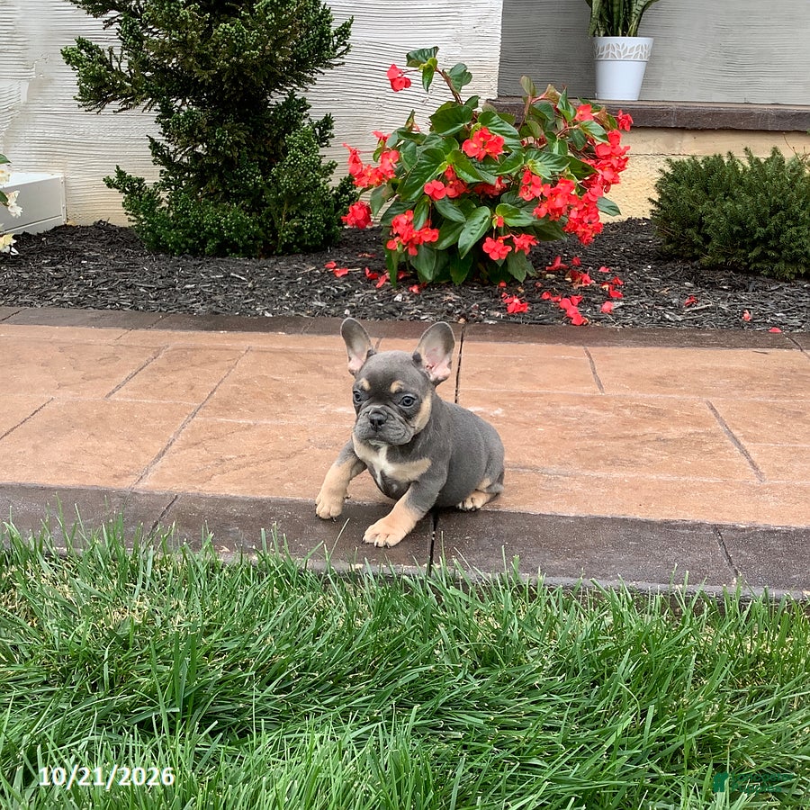 French Bulldog dogs Quinn - Ad 2