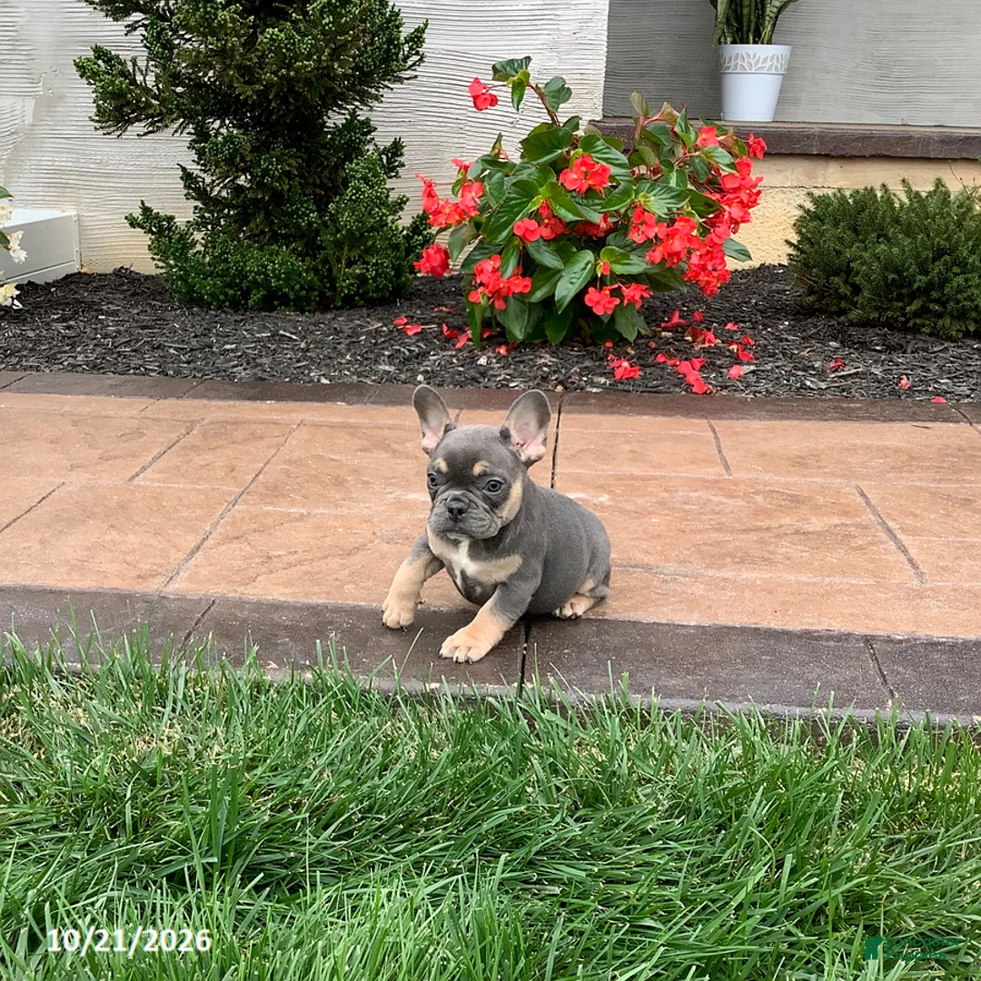 French Bulldog dogs for sale: Quinn - Ad 2