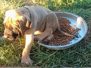 English Mastiff dogs - Ad 15