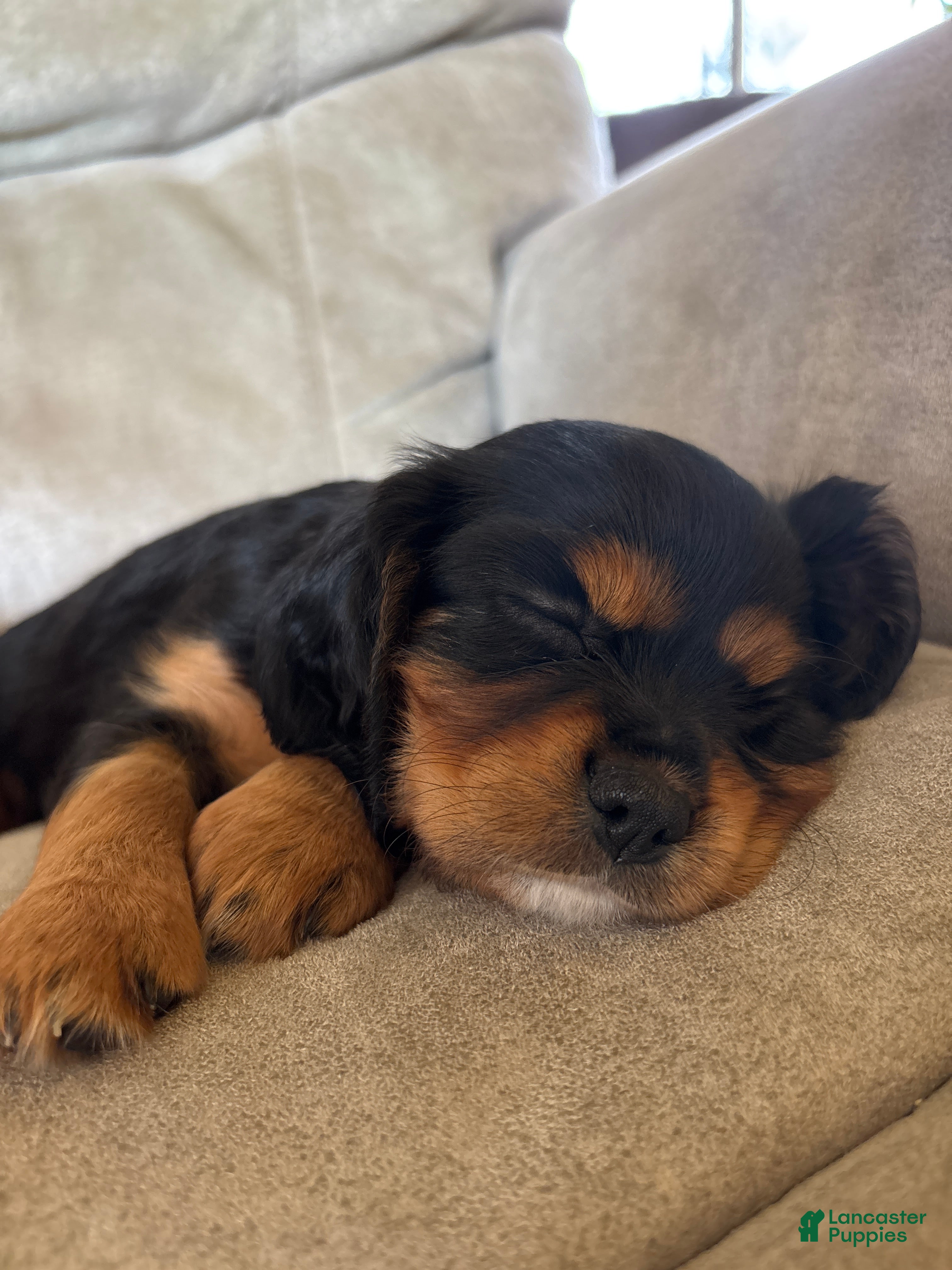 Mixed Breed dogs Juliette - Ad 2