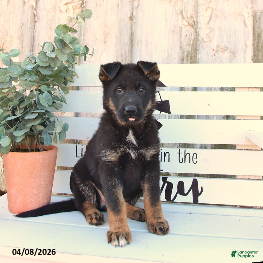 German Shepherd dogs Cora  - Ad 1