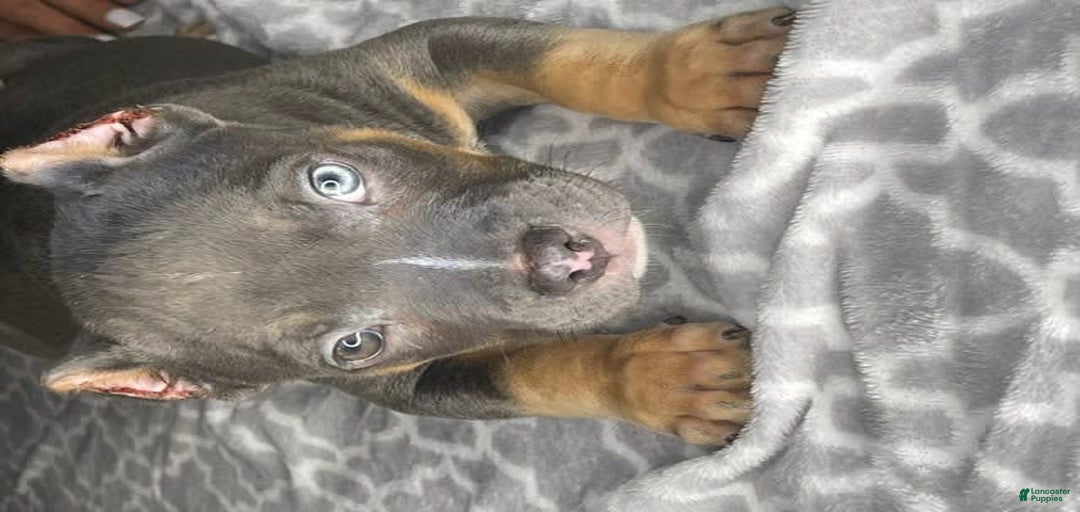 Gallery Image {{count}}