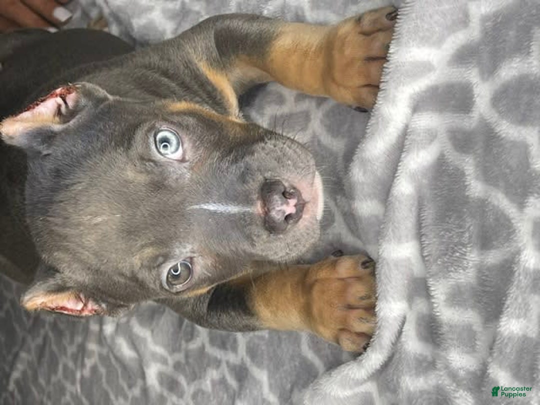 Gallery Image {{count}}