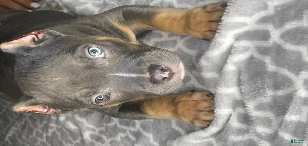 Gallery Image {{count}}