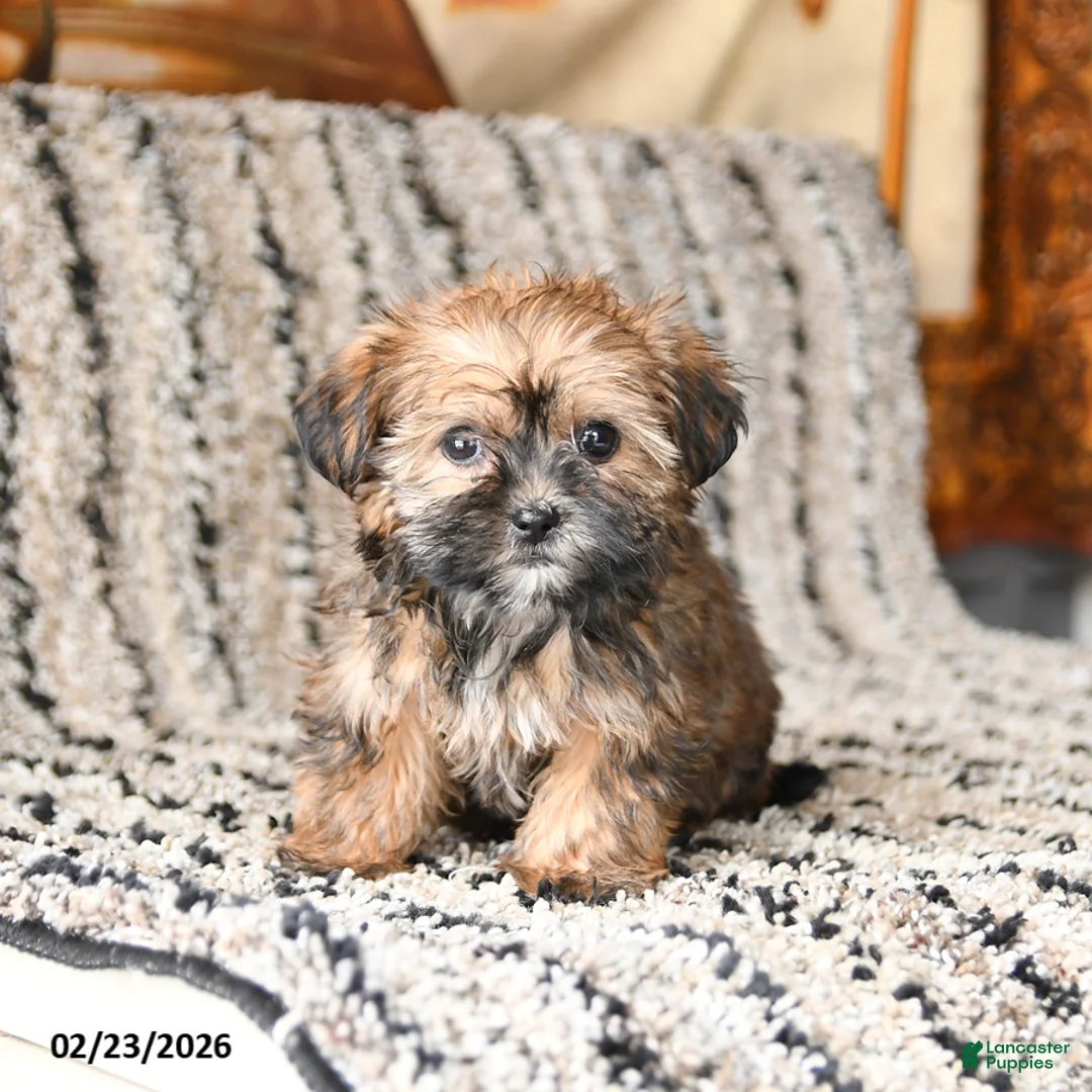 Shorkie dogs for sale: Justin - Ad 3
