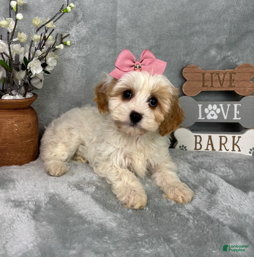 Cavapoo dogs for sale: Rachel - Ad 2