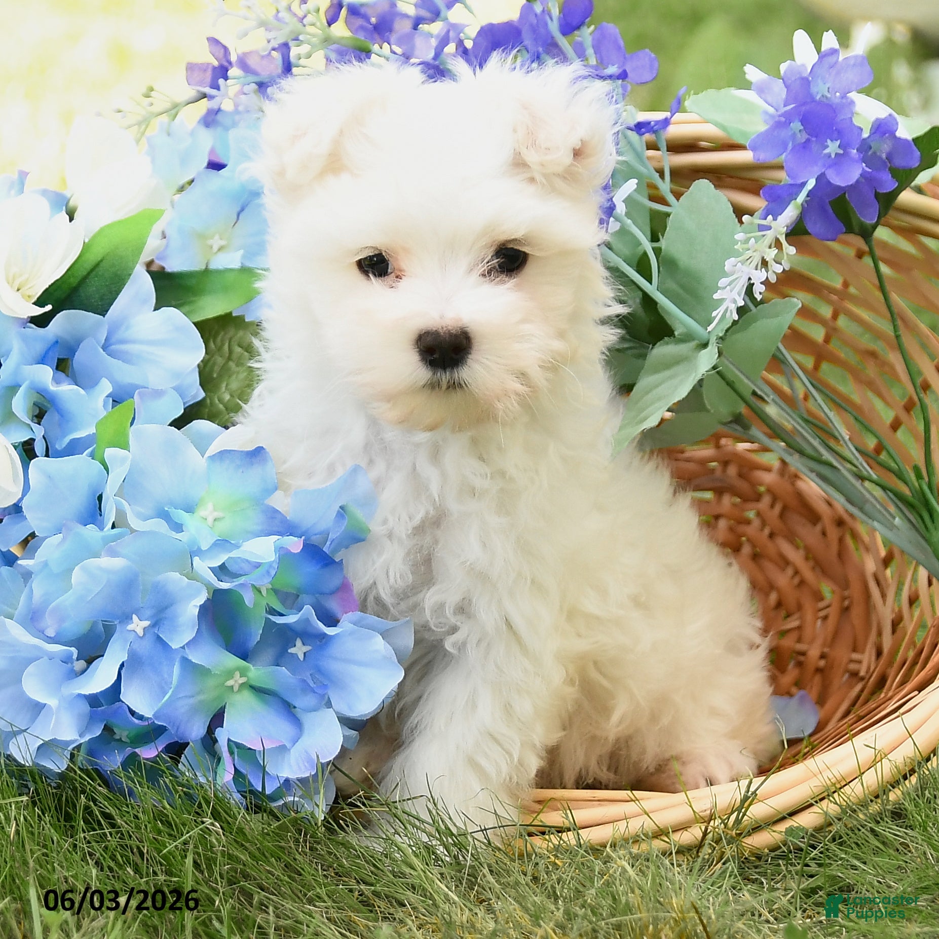 Maltese dogs Cupcake - Ad 1