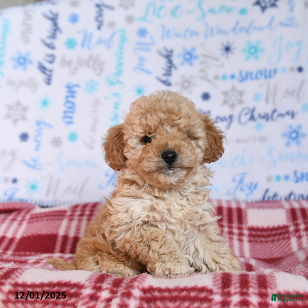 Miniature Poodle dogs for sale: Munchkin - Ad 1