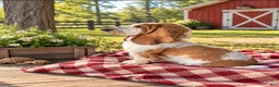 Basset Hound dogs for sale: Josie - Ad 2