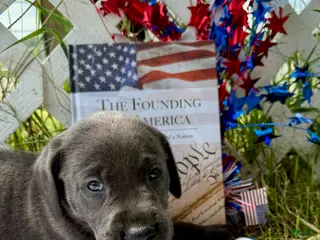 Labrador Retriever dogs for sale: Knox - Ad 2
