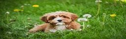 Cavapoo dogs for sale: Harper - Ad 7