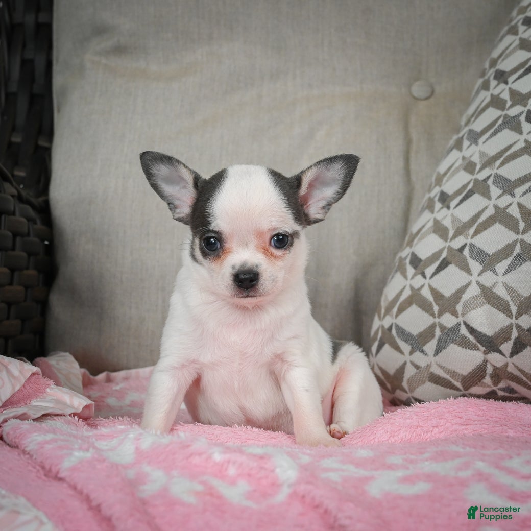 Chihuahua dogs Jake - Ad 6