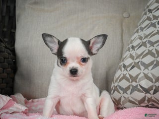 Chihuahua dogs Jake - Ad 14