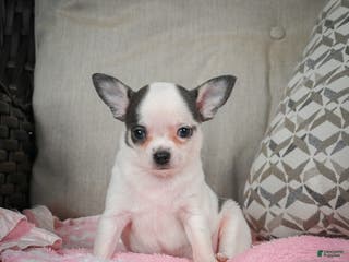 Chihuahua dogs Jake - Ad 23