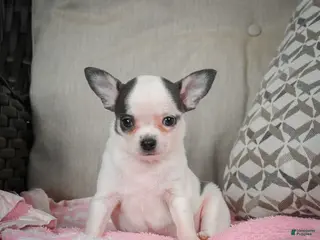 Chihuahua dogs Jake - Ad 15