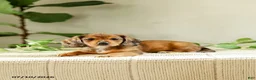Miniature Dachshund dogs for sale: Alexis - Ad 6