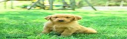 Golden Retriever dogs for sale: Pebbles - Ad 3