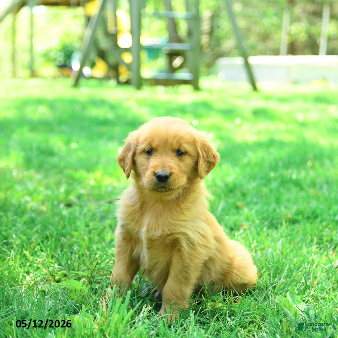 Golden Retriever dogs for sale: Pebbles - Ad 3