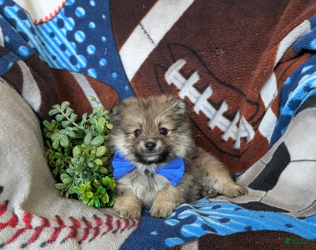 Pomeranian dogs for sale: Fulton - Ad 6