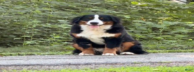 Dude