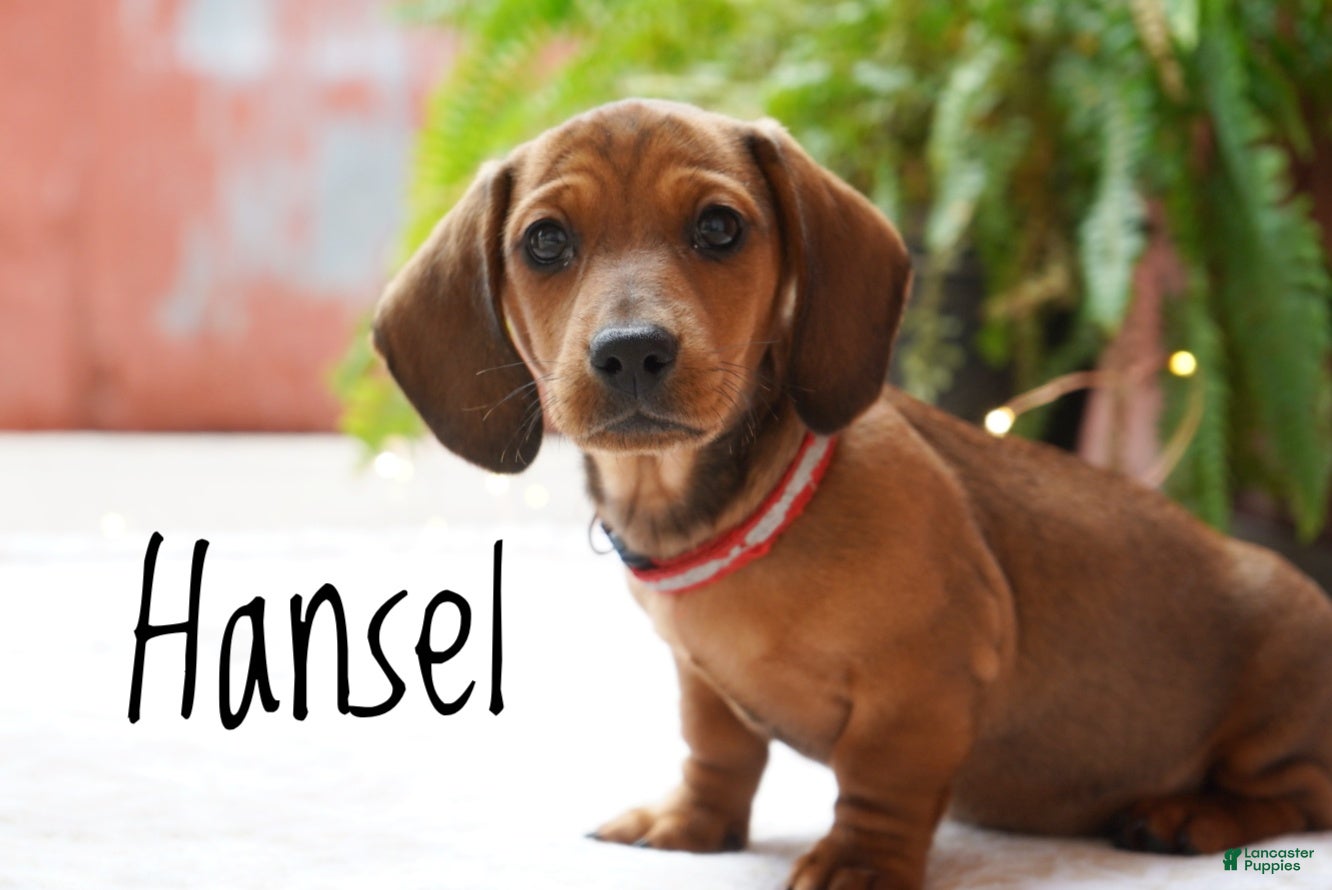 Miniature Dachshund dogs Hansel  - Ad 1