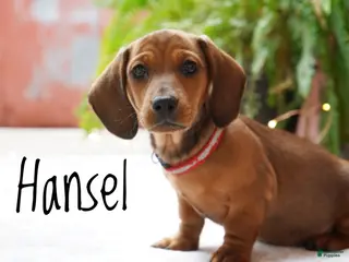 Miniature Dachshund dogs for sale: Hansel - Ad 3